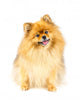 Pomeranian Dog Wall Decal