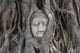 Buddha Statue Head Banyan