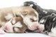 Cute Siberian Husky Puppies