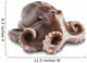 Small Octopus White