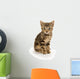 Cute Tabby Kitten