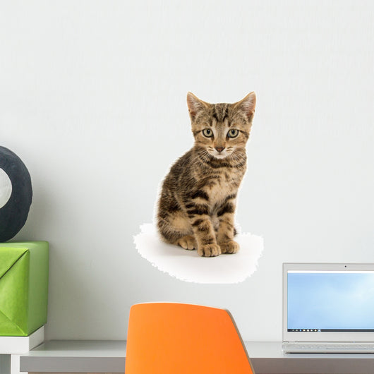 Cute Tabby Kitten