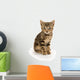Cute Tabby Kitten