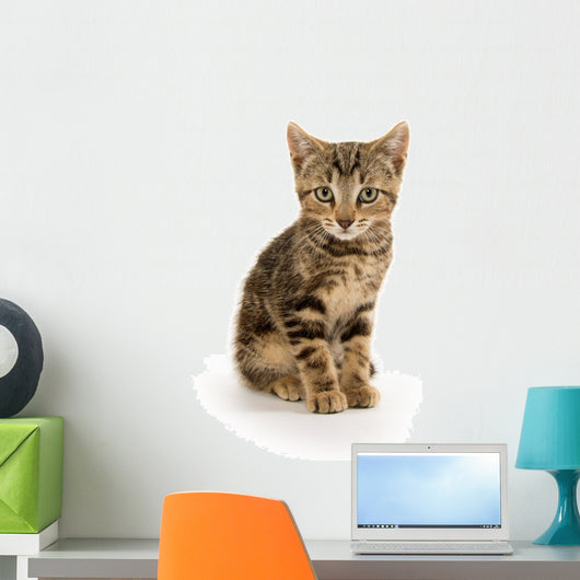 Cute Tabby Kitten