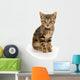 Cute Tabby Kitten