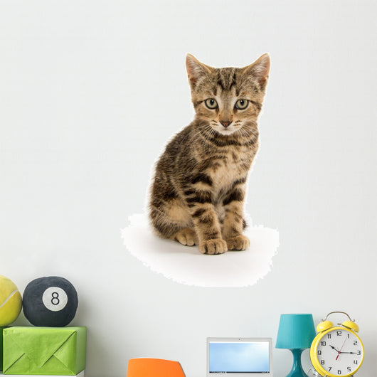 Cute Tabby Kitten