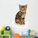 Cute Tabby Kitten