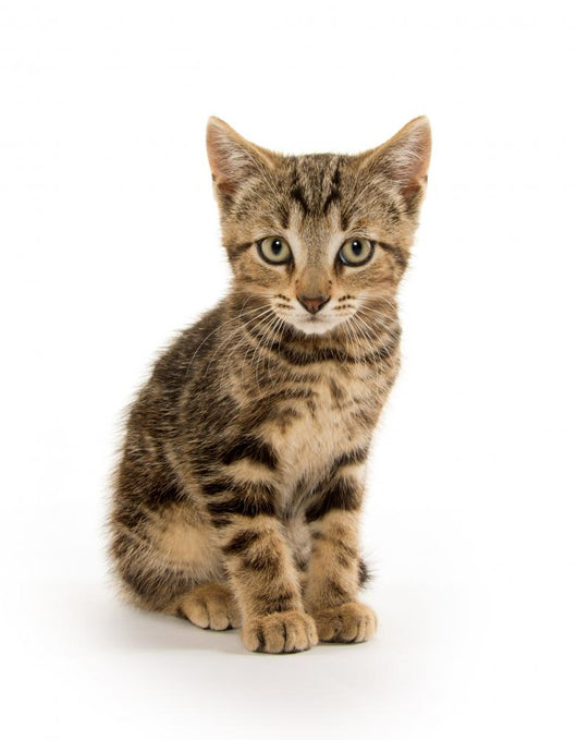 Cute Tabby Kitten