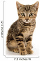 Cute Tabby Kitten