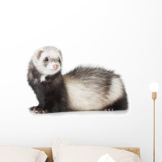 Young Ferret Wall Decal