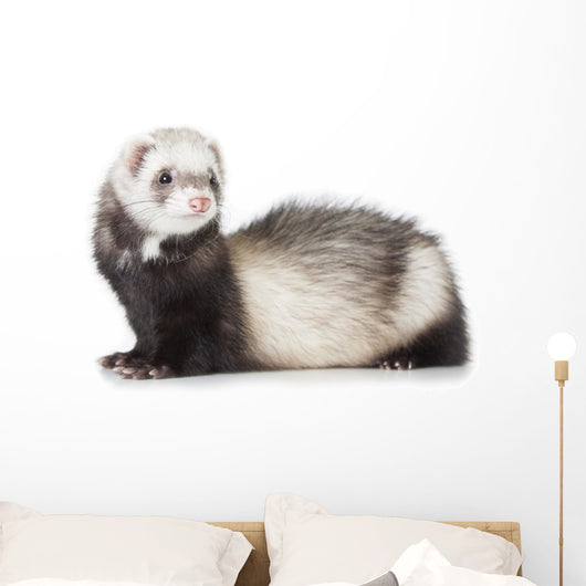 Young Ferret Wall Decal