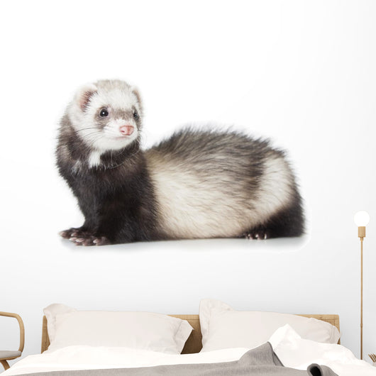 Young Ferret Wall Decal