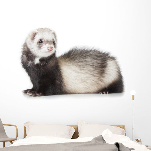 Young Ferret Wall Decal