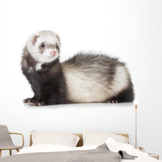 Young Ferret Wall Decal