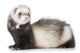 Young Ferret Wall Decal