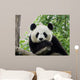 Panda Giant 3