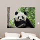 Panda Giant 3
