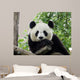 Panda Giant 3