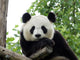 Panda Giant 3