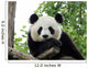 Panda Giant 3