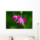 Beautiful Purple Orchid