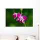 Beautiful Purple Orchid