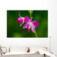 Beautiful Purple Orchid
