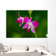 Beautiful Purple Orchid
