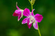 Beautiful Purple Orchid