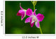 Beautiful Purple Orchid