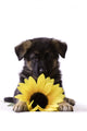 Puppy with Sunflower Wall Decal