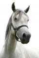 Portrait Beautiful Arabian White