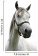 Portrait Beautiful Arabian White