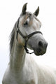 Portrait Beautiful Arabian White