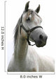 Portrait Beautiful Arabian White
