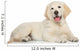 Golden Retriever Puppy White