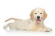 Golden Retriever Puppy White