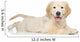 Golden Retriever Puppy White