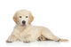 Golden Retriever Puppy Wall Decal
