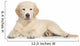 Golden Retriever Puppy Wall Decal
