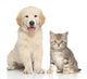 Cat and dog together Wall Decal