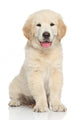 Golden Retriever Puppy Wall Decal