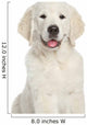 Golden Retriever Puppy Close-up Wall Decal