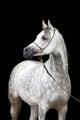 White Horse Portrait Black