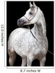 White Horse Portrait Black