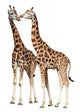Giraffes White
