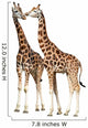 Giraffes White
