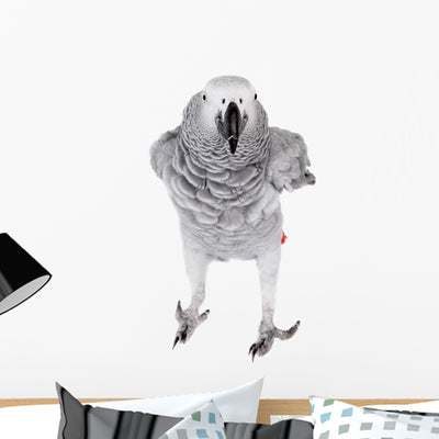 African Grey Parrot White Wall Decal shown on a wall