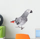 African Grey Parrot, Isolated on White Background Wall Decal