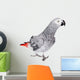 African Grey Parrot, Isolated on White Background Wall Decal